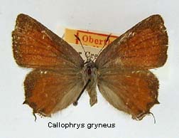 Callophrys gryneus, top