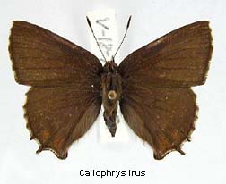 Callophrys irus, top