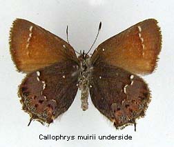 Callophrys muiri, bottom