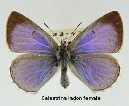 Celastrina ladon, female, top