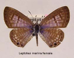 Leptotes marina, female, top