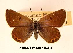 Plebejus shasta, female, top