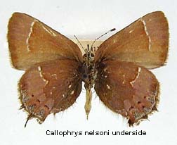 Callophrys gryneus nelsoni, bottom