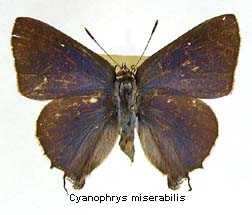 Cyanophrys miserabilis, top
