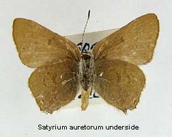 Satyrium auretorum, bottom