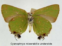 Cyanophrys miserabilis, bottom