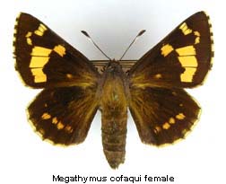 Megathymus cofaqui, female, top