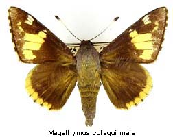 Megathymus cofaqui, male, top