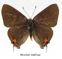 Strymon melinus, top