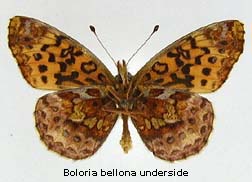 Boloria bellona, bottom