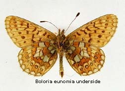 Boloria eunomia, bottom