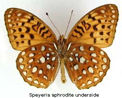 Speyeria aphrodite, bottom