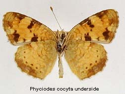 Phyciodes cocyta, bottom