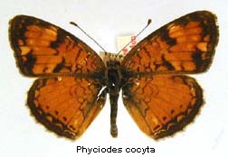 Phyciodes cocyta, top