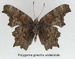 Polygonia gracilis, bottom
