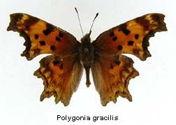 Polygonia gracilis, top