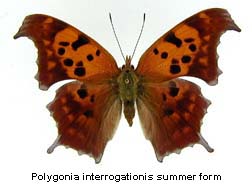 Polygonia interrogationis, summer form, top