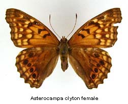 Asterocampa clyton, female, top