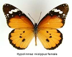 Hypolimnas misippus, female, top