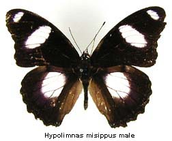 Hypolimnas misippus, male, top
