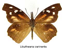 Libytheana carinenta, top