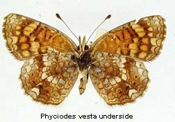Phyciodes vesta, bottom