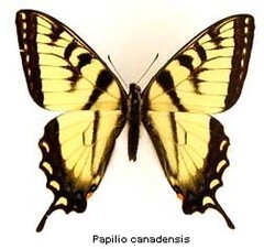 Papilio canadensis, top