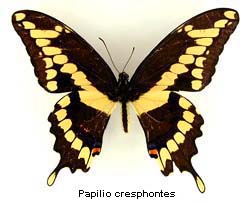 Papilio cresphontes, top