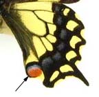 Papilio machaon, rear wing top