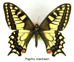 Papilio machaon, top