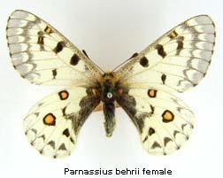 Parnassius behrii, female, top