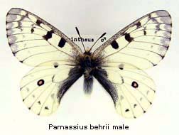 Parnassius behrii, male, top