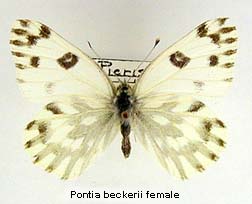 Pontia beckerii, female, top