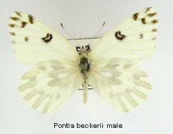 Pontia beckerii, male, top