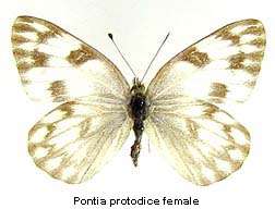 Pontia protodice, female, top