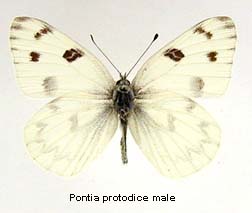 Pontia protodice, male, top