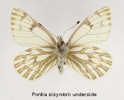 Pontia sisymbrii, bottom