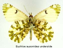 Euchloe ausonides, bottom