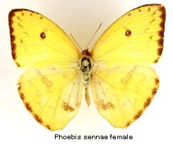 Phoebis sennae, female, top