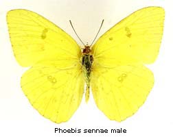 Phoebis sennae, male, top