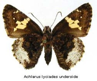 Achalarus lyciades, bottom