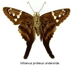 Urbanus proteus, bottom