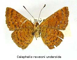 Calephelis rawsoni, bottom