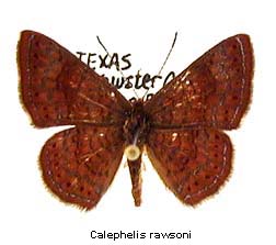 Calephelis rawsoni, top