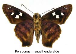 Polygonus manueli, bottom