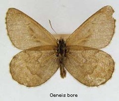 Oeneis bore - White-veined Arctic -- Discover Life