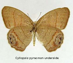 Cyllopsis pyracmon, bottom