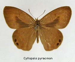 Cyllopsis pyracmon, top