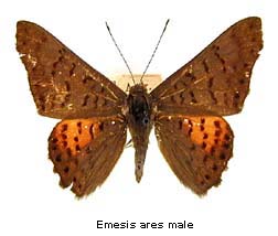 Emesis ares, male, top