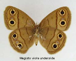 Megisto cymela viola, bottom